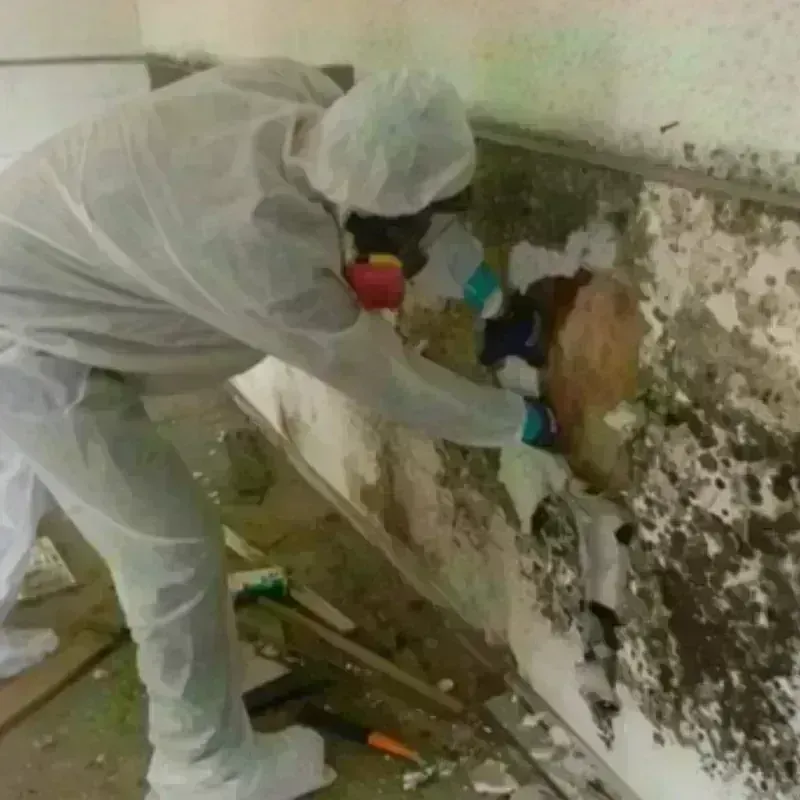 Best Mold Remediation and Removal Service in Asheville, NC